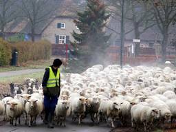 Schaapskudde 'De Lachende Ooij' (foto: Bart Meesters)