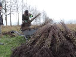 De eerste fase: de hagen worden geplant.