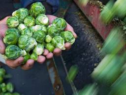 Nederlandse spruitjes zijn booming in het buitenland. (Foto: ANP)