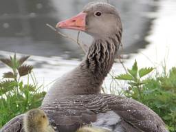 De grauwe gans mag niet zomaar meer worden afgeschoten.