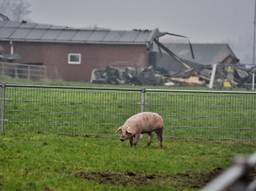 Enkele varkens konden gered worden uit de brandende stallen (foto: Toby de Kort)