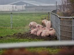 The day after: een aantal varkens die de brand overleefden. Een schrijnende en ontroerende foto, zo reageren mensen op Facebook (Foto: Toby de Kort)