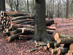 Op het landgoed werden volgens de gemeente te veel bomen gekapt.