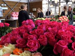 Extra personeel is druk bezig met de voorbereidingen bij Keijsers Rozen in Veldhoven. (foto: Eva de Schipper)