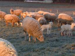 Schapen op de Strabrechtse Heide