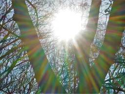 Het lijkt wel lente (foto: Toon Boons, Tilburg)