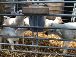 De afgelopen weken zijn er honderden lammetjes geboren op een schapenboerderij in Loon op Zand (Foto: Imke van de Laar)