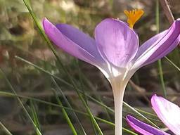 De krokus. (Foto Heleen Verduyn)