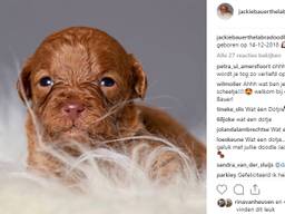 Het nieuwe gezinslid van de familie Bauer. (Foto: Instagram)