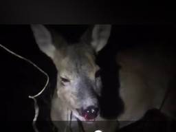 Regelmatig worden er reeën aangereden in Brabant. Dit reetje overleed vorig jaar in Bergen Op Zoom door een aanrijding. (Foto: archief)