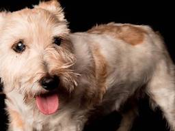 Hond Kaya.