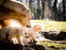 De jonge ijsbeertjes in Dierenrijk (foto: Rob Engelaar)