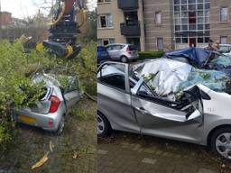 Een boom viel op twee auto's.