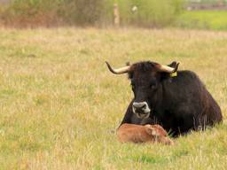 Een tauros met haar jong in de Maashorst. Foto: archief.