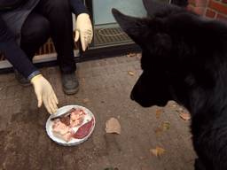 Hongerige hond Nicky krijgt een lekker bordje aangeboden door baasje Ingrid Smolders die kookles geeft aan hondenbezitters