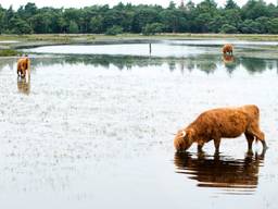 Schotse Hooglanders grazen op de Strabrechtse Heide (Heeze) in het water. (Foto: ANP)