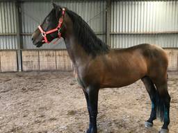 Hechicero van Désiree van Wijk is één van de paarden die is verdwenen (Foto: Désiree van Wijk).