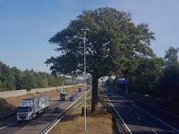 De troeteleik op de A58 bij Ulvenhout.