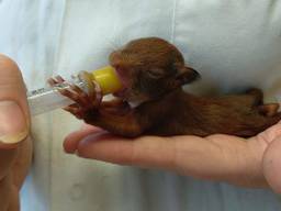 Een van de baby-eekhoorntjes in Zundert. (Foto: Diwi Nieboer)