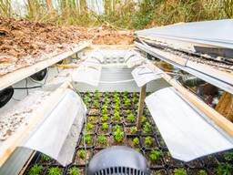 Wietplantjes in de ingegraven hennepkelder in Son (foto: Sem van Rijssel/SQ Vision).