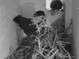 De kauwen bouwen hun nest (beeld: Vogelbescherming Nederland).