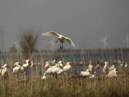 Zo'n 150 lepelaars streken donderdag neer bij het Markiezaatsmeer (Foto: Erik de Jonge)