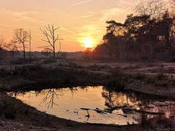 De gemeente dankt haar naam aan natuurgebied De Maashorst (foto: Marieke van Boxtel).