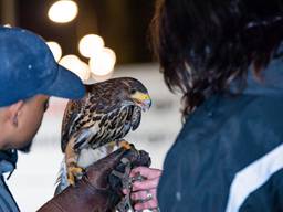 Hira is weer in veilige handen. (foto: Toby de Kort / De Kort Media)