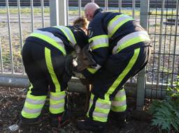 De brandweer bevrijdde het dier. (Foto: Sander van Gils/SQ Vision)