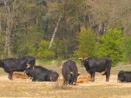 Grote grazers in de Maashorst. (Foto: Omroep Brabant)