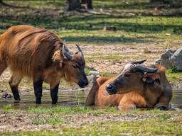 Rode buffels in Beekse Bergen (Foto: Wil Reijnders)