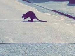 De wallaby is in verschillende wijken in Vierlingsbeek gespot. (Foto: Facebook politie Boxmeer)