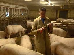 Boer Jan Vermeer in zijn stal. (Foto: Omroep Brabant)