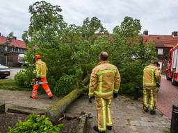 Boom omgevallen door windstoten in Asten. (Foto: Pim Verkoelen/SQ Vision)