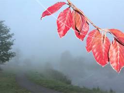 Mist in Rijen (Foto: Joop van der Kaa)