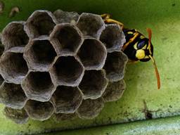 Wat moet je doen als je een beginnend wespennest vindt? (Foto: Jan van Esch)