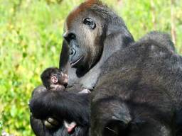Het is de eerste keer dat er een gorilla is geboren in het safaripark (foto: Beekse Bergen).