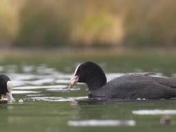 Watervogels in de Oisterwijkse Vennen.