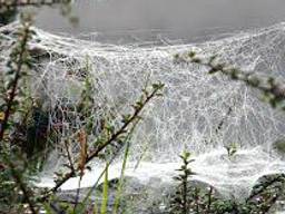 Een spinnenweb met dauw.