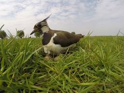 De weidevogels, waaronder de kievit, krijgen het steeds moeilijker.