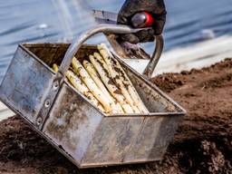 Deze asperges zijn met de hand gestoken (foto: ANP).