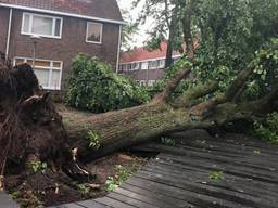 Omgevallen bevrijdingsboom in Eindhoven. (Archieffoto: Omroep Brabant)