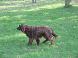 Een langharige Duitse Staander, niet de hond uit het verhaal. (Foto: Wikimedia)