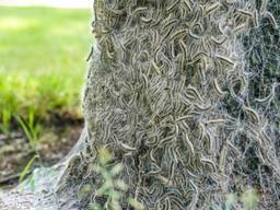 Nest met eikenprocessierups (foto: Marcel van Dorst/SQ Vision).