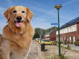 Golden Retriever gestolen op Waterwilg in Boskant