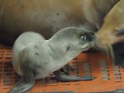 Moeder Zora was smoorverliefd op haar pasgeboren kleine zeeleeuwtje (Foto: Beekse Bergen)