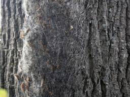 De bomen zitten vol met eikenprocessierupsen (foto: Karin Kamp).