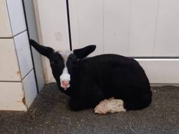 Het pasgeboren lammetje is opgevangen bij Vogelrevalidatiecentrum Zundert (Foto: Vogelrevalidatiecentrum Zundert)