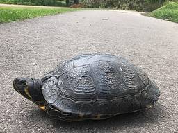 Schildpad aan de wandel in het Henri Dunantpark. (Foto: Manon)