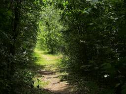 Via dit geheimzinnige paadje loop je naar het mysterieuze Duyls Bosje